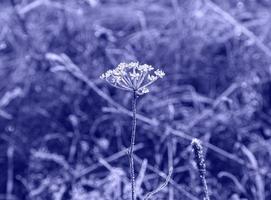 sehr peri. der hintergrund mit wiesenblume im raureif auf dem hintergrund des verschwommenen fokus ist in einer trendigen violetten farbe gemalt. das konzept trendiger farben. foto