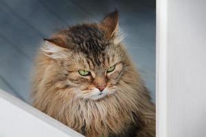 Porträt einer ernsthaften, schönen, flauschigen Katze mit grünen Augen. Hauskatze mit langem Haar. langhaarige katze. Platz kopieren. foto