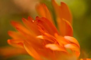 orange Blütenblätter im Handumdrehen