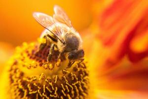 honigbiene bedeckt mit gelbem pollengetränk nektar, bestäubende blume. inspirierender natürlicher Blumenfrühling oder blühender Gartenhintergrund des Sommers. Leben von Insekten, extreme Makro-Nahaufnahme, selektiver Fokus foto