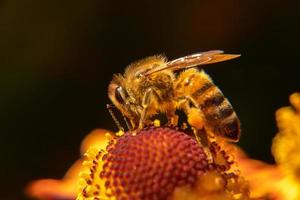 honigbiene bedeckt mit gelbem pollengetränk nektar, bestäubende blume. inspirierender natürlicher Blumenfrühling oder blühender Gartenhintergrund des Sommers. Leben von Insekten, extreme Makro-Nahaufnahme, selektiver Fokus foto