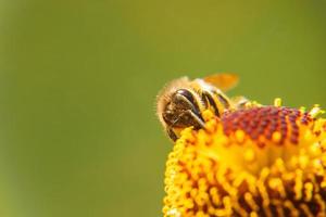 honigbiene bedeckt mit gelbem pollengetränk nektar, bestäubende blume. inspirierender natürlicher Blumenfrühling oder blühender Gartenhintergrund des Sommers. Leben von Insekten, extreme Makro-Nahaufnahme, selektiver Fokus foto