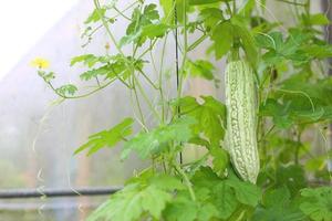 thai home gardening - chinesischer bitterer kürbis hängt am seil foto