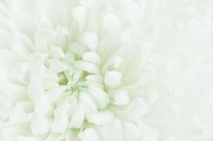 Chrysanthemenblume foto