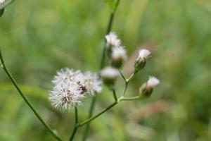 Die schöne Grasblume war nach dem starken Regen auf dem Feld. foto