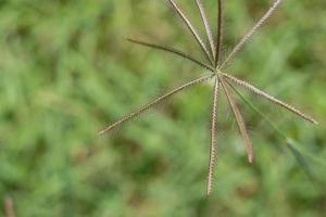 Die schöne Grasblume war nach dem starken Regen auf dem Feld. foto