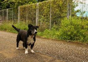 Ein Hund steht auf der Straße und wartet darauf, dass sein Herrchen nach Hause kommt, und ist ein treues Haustier. foto