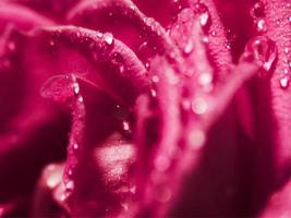 Nahaufnahme von rotvioletten Rosenblättern mit Wassertropfen