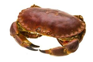 rohe Krabbe auf weißem Hintergrund foto