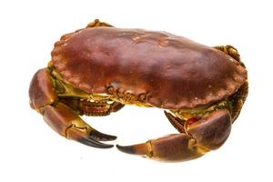 rohe Krabbe auf weißem Hintergrund foto