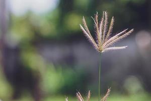 Die schöne Grasblume war nach dem starken Regen auf dem Feld. foto