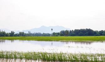 ländliche Reisfelder nach tagelangem Starkregen überschwemmt. foto