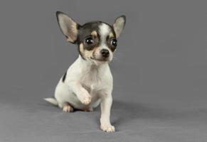 süßer reinrassiger Chihuahua-Welpe
