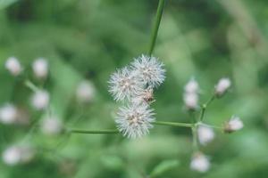 Die schöne Grasblume war nach dem starken Regen auf dem Feld. foto