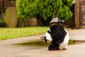 schwarze und weiße katze draußen auf nassem boden nach regen. foto