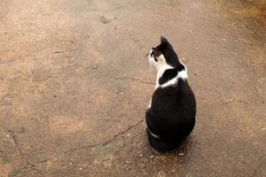 schwarze und weiße katze draußen auf nassem boden nach regen. foto