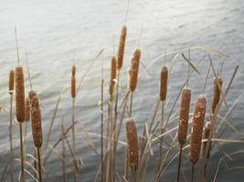 Rohrkolben in der Nähe von Gewässern foto