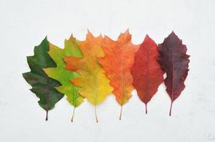 isolierte Herbstgradientenblätter foto
