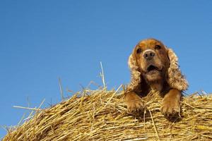 Cockerspaniel-Hund, der dich ansieht foto
