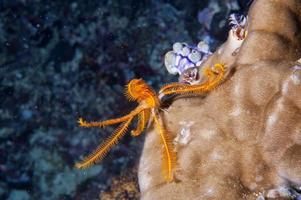 orange Seesternfamilie unter Wasser foto