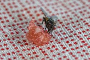 Makro beim Essen fliegen foto