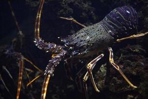 mediterraner Hummer bei der Jagd unter Wasser foto