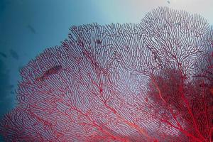 buntes unterwasserriff von raja ampat papua, indonesien foto