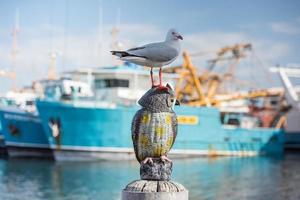 Möwe auf Hafenhintergrund foto