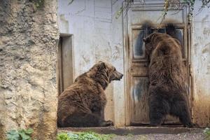 schwarze Grizzlybären foto