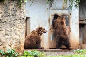 schwarze Grizzlybären vor einem Haus foto