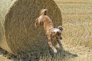 Hundewelpe Cocker Spaniel springt vom Weizen foto