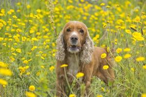 englischer Welpe Cockerspaniel auf dem Grashintergrund foto