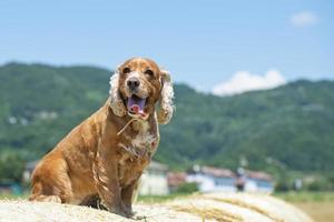 Cockerspaniel-Hund, der dich ansieht foto