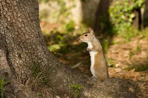 Ein graues Eichhörnchen, das auf einem Baum steht foto