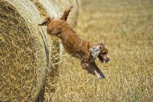Hundewelpe Cocker Spaniel springt vom Weizen foto