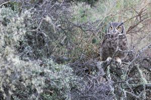 graues Eulenporträt, während er Sie in Patagonien ansieht foto