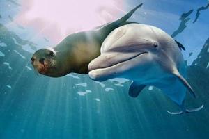 Delfine und Seelöwen unter Wasser foto