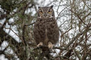 graues Eulenporträt, während er Sie in Patagonien ansieht foto