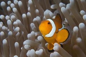 Fisch- und Garnelensimbyose foto