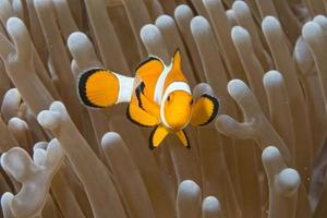 clownfische, während sie dich beim tauchen in indonesien von einer anemone aus betrachten foto