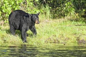 Schwarzbär in Alaska foto