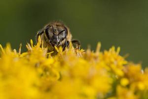 Biene beim Pollensaugen foto