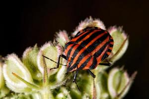 rote und schwarze Käferinsekten foto