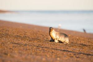 Seelöwenbaby am Strand in Patagonien foto