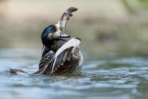 wilde Ente beim Planschen auf dem Wasser foto