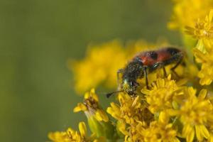 rote und schwarze Käferinsekten foto