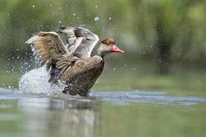 wilde Ente beim Planschen auf dem Wasser foto