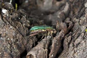 grüner kleiner Käfer foto