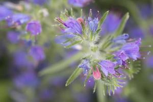 violette Blume Makrodetail hautnah foto