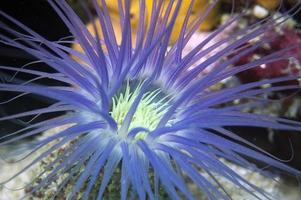 ein isolierter hellblauer Seewurm wie eine Unterwasserblume foto